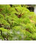 Acer palmatum ’Emerald Lace’